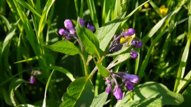 Tıbbi bitki ortak karakafes. Symphytum officinale vahşi çayır çiçek. Statik kamera görüntüleri çekim.