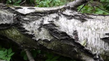 Sonra bir fırtına düşmüş huş ağaçları bagajında. Yatay panorama.