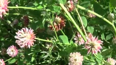 Çayır çim pembe yonca horizontalpanorama Steadicam kullanarak. HD video görüntüleri hareketli kamera.