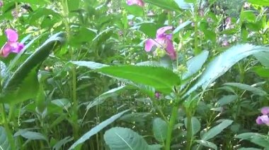 Impatiens Tagetes çiçek. Steadicam ile Panorama