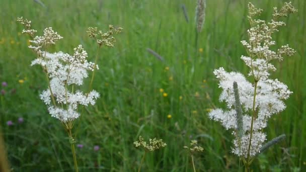 菊 Filipendula ulmaria 在潮湿的草地上盛开着乳白色的花朵。背景中的大麻草紫茎. — 图库视频影像