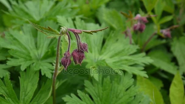 Νερό avens, μοβ avens Geum rivale μεγαλώνει σε τυρφώνες και υγρά λιβάδια. Μήκος σε πόδηα πυροβολισμού στατική κάμερα, κοντινό πλάνο — Αρχείο Βίντεο