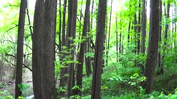 Panorama dal basso verso l'alto, del Parco senza persone con alberi — Video Stock