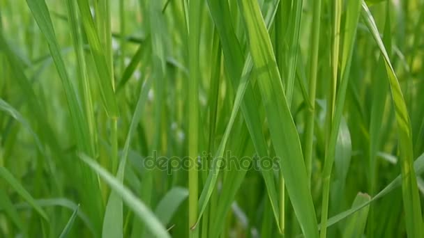 Зеленая трава на красивом фоне лета. Видеозапись в формате HD 1920x1080 . — стоковое видео