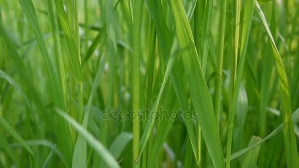 Groen gras macro mooie achtergrond van de zomer. HD videobeelden 1920 x 1080 statische camera. — Stockvideo