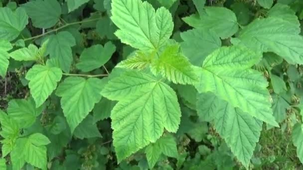 Physocarpus opulifolius, ninebark o Atlantic ninebark con frutti, primo piano. Panorama verticale con steadicam — Video Stock