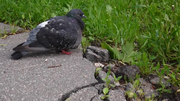 Pigeon Columba livia stay on on the sidewalk. Footage movie. — Stock Video