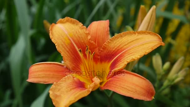 Oranje plant Lilium bulbiferum gegevens close-up Hd footage - kruidachtige tiger lily bloem video. — Stockvideo