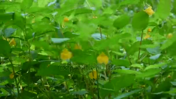 Yellow Touch-me-not Balsam flower petal HD video static camera — Stock Video