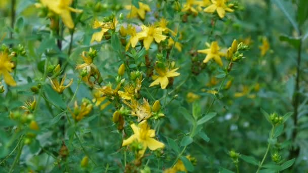 St. Johns wort, tanaman obat dengan bunga di lapangan . — Stok Video