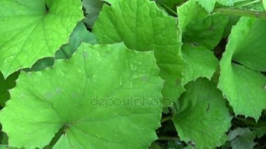 Coltsfoot Panoraması yapraklar. Hareket kamera şifalı bitki Hd video görüntüleri.