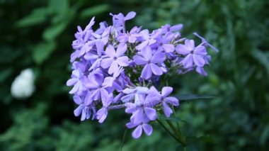 Mavi Phlox çiçek çiçek yatak yakın çekim Hd video statik kamera