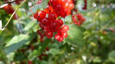 Kırmızı Ribes rubrum çilek tesisi yakın çekim Hd ayak - somun yaprak döken bir çalı meyve doğal sığ video statik kamera üzerinde