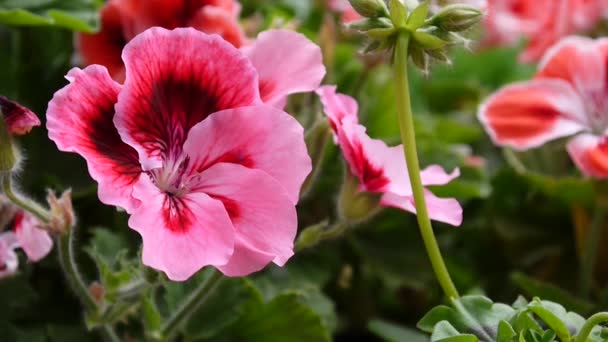 Flores de gerânio rosa no canteiro de flores. HD câmera estática de vídeo . — Vídeo de Stock