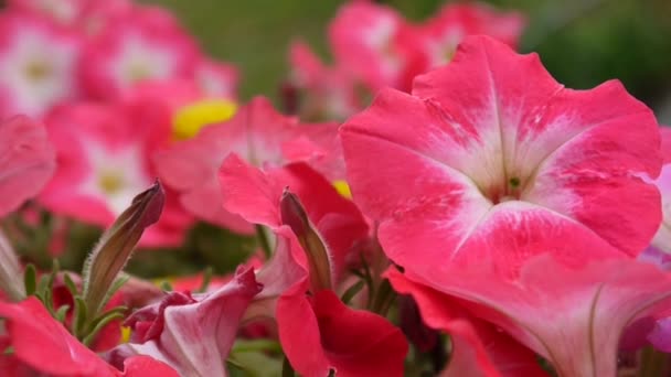 Petunias rosadas balanceándose en la brisa — Vídeos de Stock