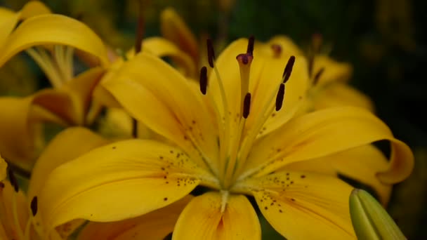 Impianto Lilium bulbiferum dettagli close-up HD metraggio - Erbacea giglio fiore video . — Video Stock