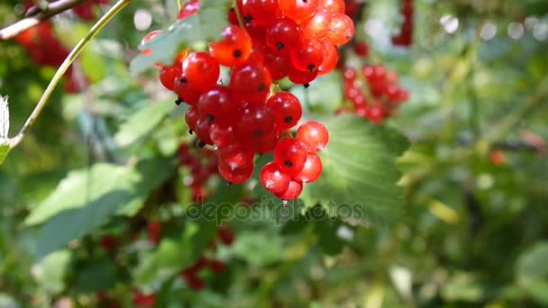 Röd Ribes rubrum bär på anläggningen närbild Hd filmen - röda vinbär lövfällande buske frukt naturliga grunt video statiska kameran — Stockvideo