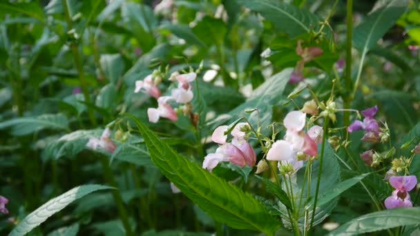 Impatiens glandulifera bloem. Panorama met steadicam — Stockvideo