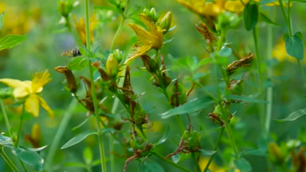 Сент-Джонс Мбаппе, лекарственное растение с цветком в поле . — стоковое видео