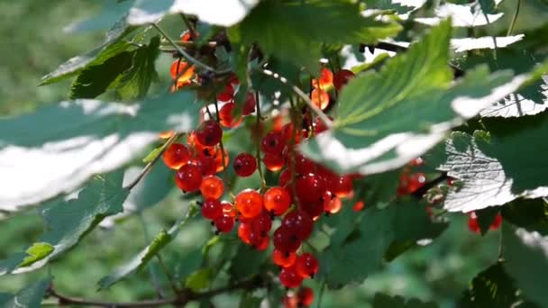 Rojo Ribes rubrum bayas en la planta de primer plano de imágenes de alta definición - La grosella roja caducifolio fruta natural superficial cámara estática de vídeo — Vídeos de Stock