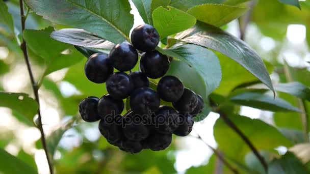 Aronia melanocarpa, ripe aronia berries on the branch — Stock Video