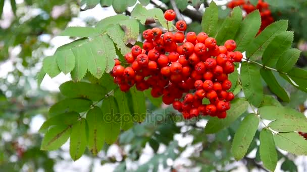 Un tas de baies rouges de rowan dans le vent. Vidéo HD — Video