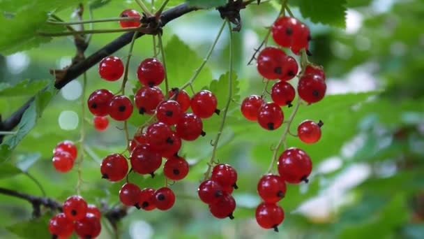 Rojo Ribes rubrum bayas en la planta de primer plano de imágenes de alta definición - La grosella roja caducifolio fruta natural superficial cámara estática de vídeo — Vídeo de stock