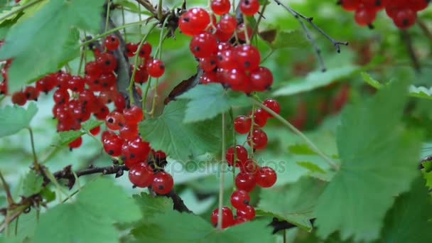 Rojo Ribes rubrum bayas en la planta de primer plano de imágenes de alta definición - La grosella roja caducifolio fruta natural superficial cámara estática de vídeo — Vídeo de stock