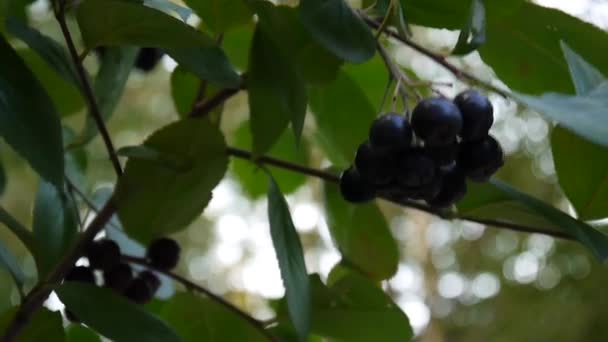 Aronia melanocarpa, mogna aronia bär på gren — Stockvideo