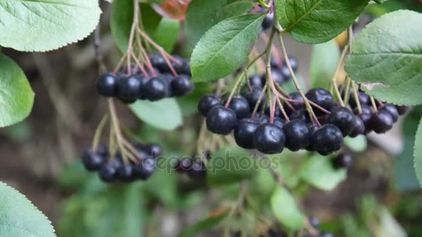 Aronia melanocarpa, mogna aronia bär på gren — Stockvideo