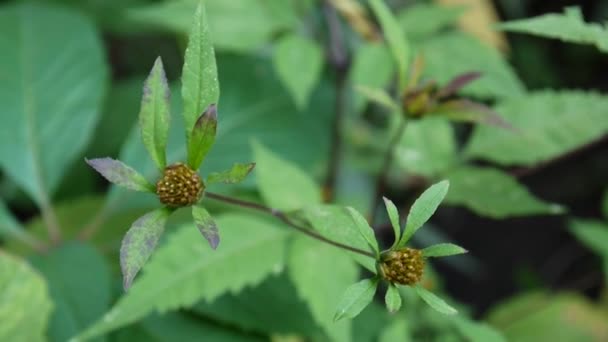 Bidens tripartita. Heilpflanze Europas. Videomaterial statische Kamera. — Stockvideo