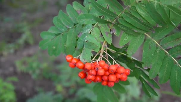 Un tas de baies rouges de rowan dans le vent. Vidéo HD — Video