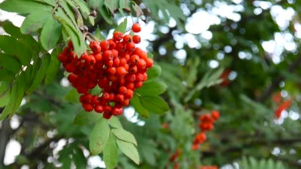 Bunch of red rowan berries in the wind. HD video — Stock Video