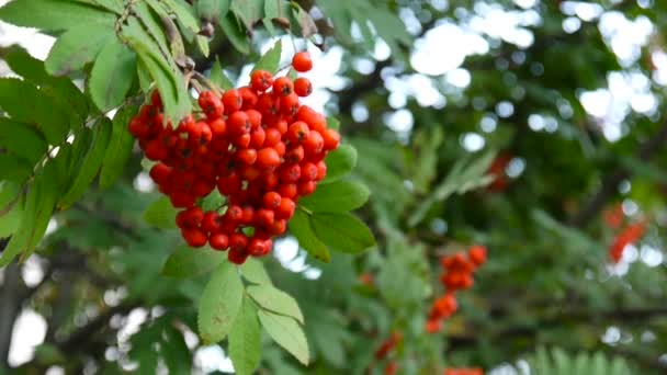 Un tas de baies rouges de rowan dans le vent. Vidéo HD 