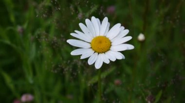 Bir güzel papatya yeşil çim. Video görüntüleri statik kamera.