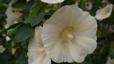 Yaz aylarında çiçek açan Hollyhocks Alcea. HD video statik kamera.