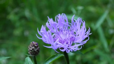 Çayır knapweed. Centaurea jacea çiçek yaz alanında