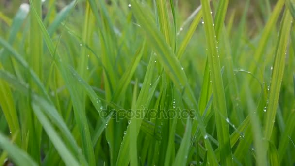 Herbe verte avec gouttes macro beau fond printemps sur le vent. Vidéo HD shootig caméra statique . — Video