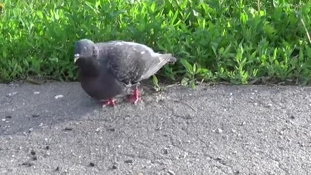 Pigeon Columba livia walking on on the sidewalk. Footage movie. — Stock Video