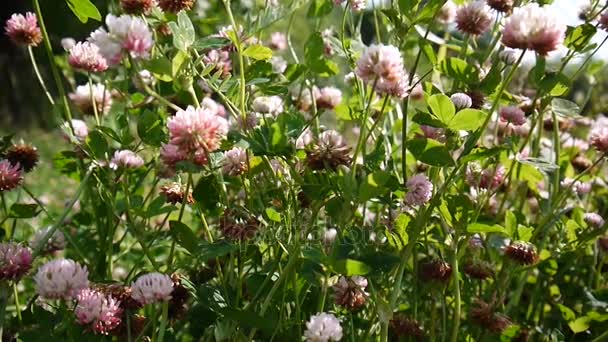 Άνθος τριφύλλι σε ένα πεδίο το καλοκαίρι. Trifolium μέσο. Ηλιόλουστη μέρα. — Αρχείο Βίντεο
