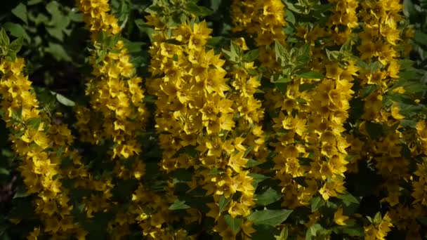 Лисимахія вульгарна, жовті квіти в саду. Пішохідний, монотонний — стокове відео