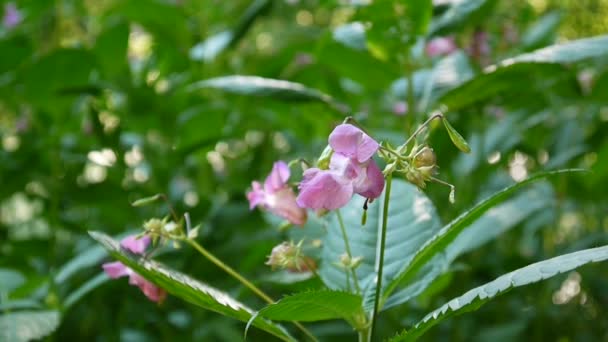 봉 glandulifera 꽃입니다. Steadicam와 파노라마 — 비디오