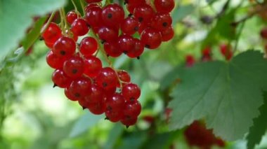 Kırmızı Ribes rubrum çilek tesisi yakın çekim Hd ayak - somun yaprak döken bir çalı meyve doğal sığ video statik kamera üzerinde