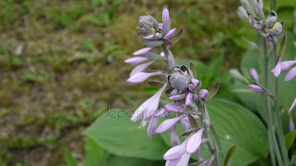 Hojas verdes frescas de planta hosta con brotes en el jardín ondeando al viento. Grabación de vídeo de la cámara estática . — Vídeos de Stock