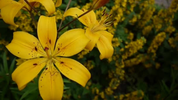 Pflanze lilium bulbiferum details close-up hd footage - krautige lilienblüte video. — Stockvideo