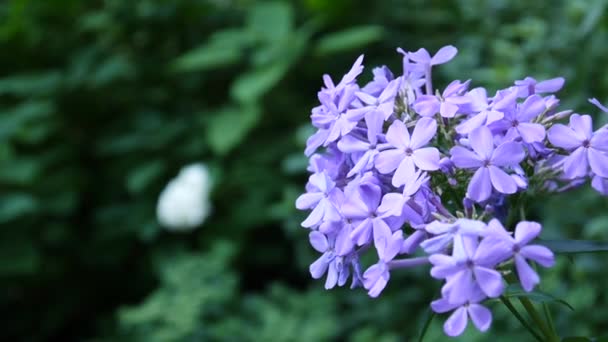 Blue Phlox flowers on flower bed close-up HD video static camera — Stock Video