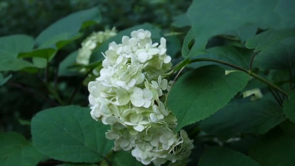 Hydrangea blommor i trädgården under våren — Stockvideo