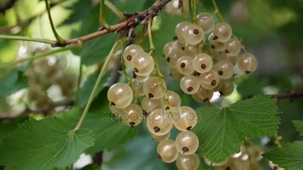 Rasga bagas de passa de Corinto branca frescas no ramo no jardim macro — Vídeo de Stock