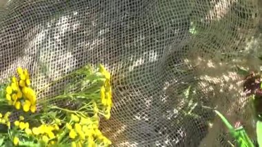Tıbbi bitki bitki solucan otu pire otu vulgare çuval bezi üzerinde kurutma.