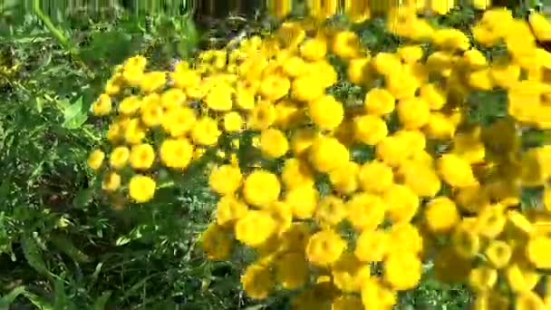 Heilpflanze des Stiefmütterchen tanacetum vulgare im Sommer — Stockvideo